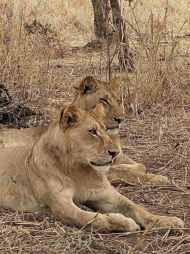 Lions resting in the bush